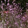 Verbena 'Bampton'