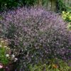 Verbena 'Bampton'