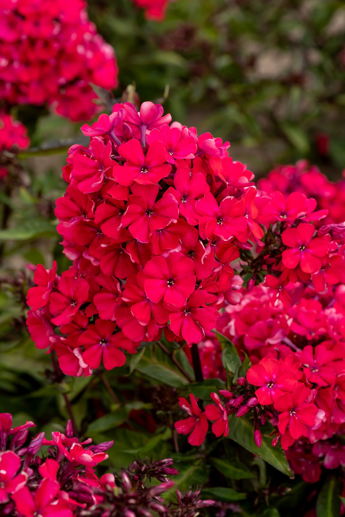 phlox-paniculata-starfire