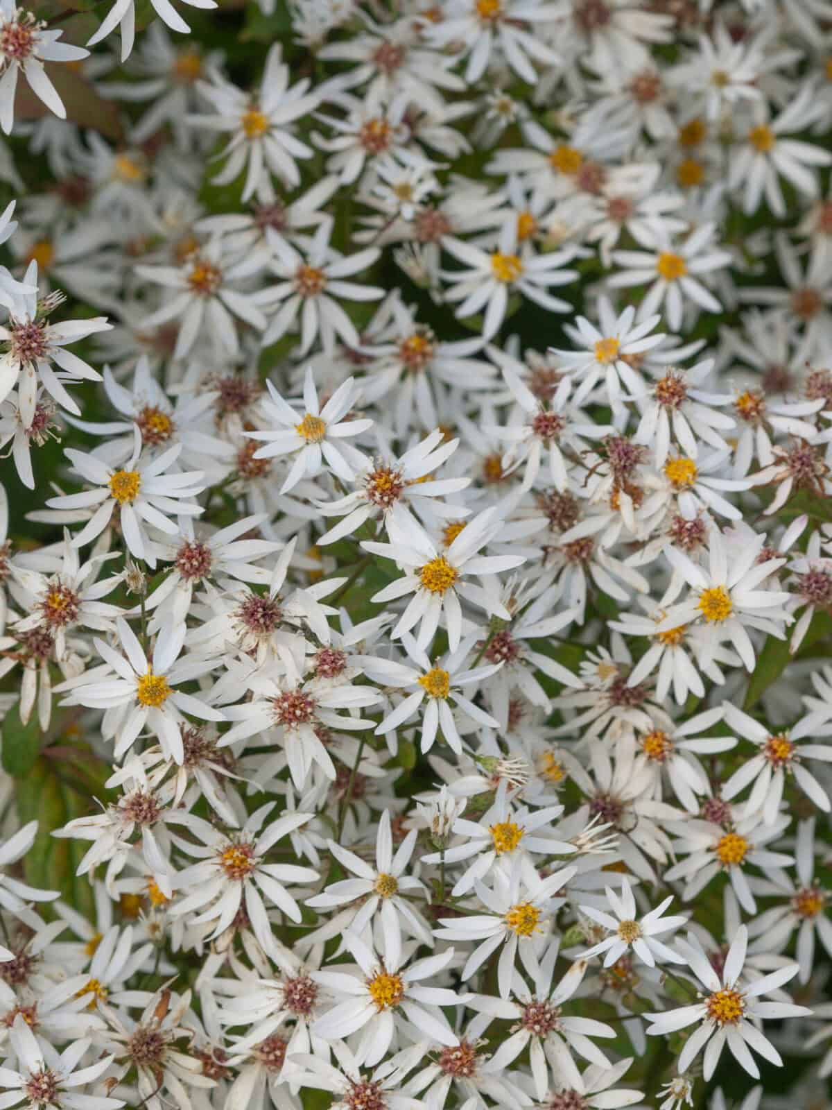 Aster-divaricatus