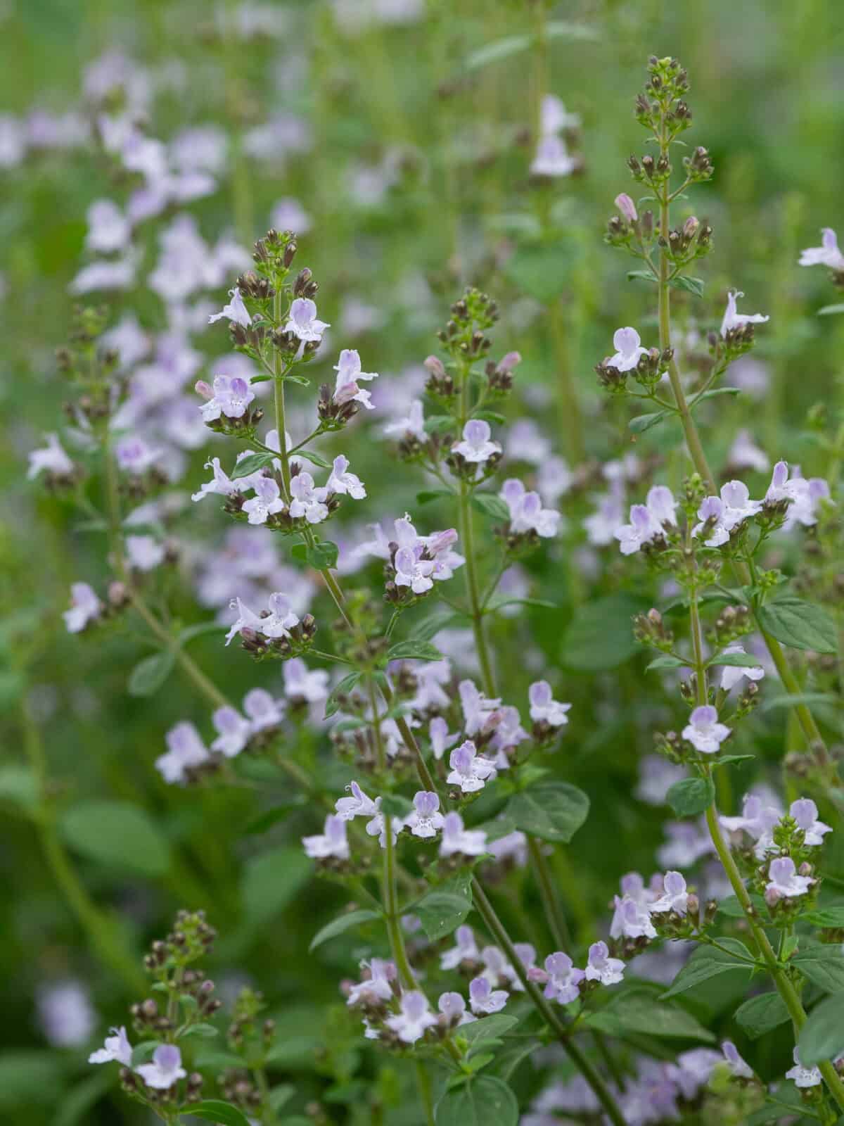 Calamintha nepeta