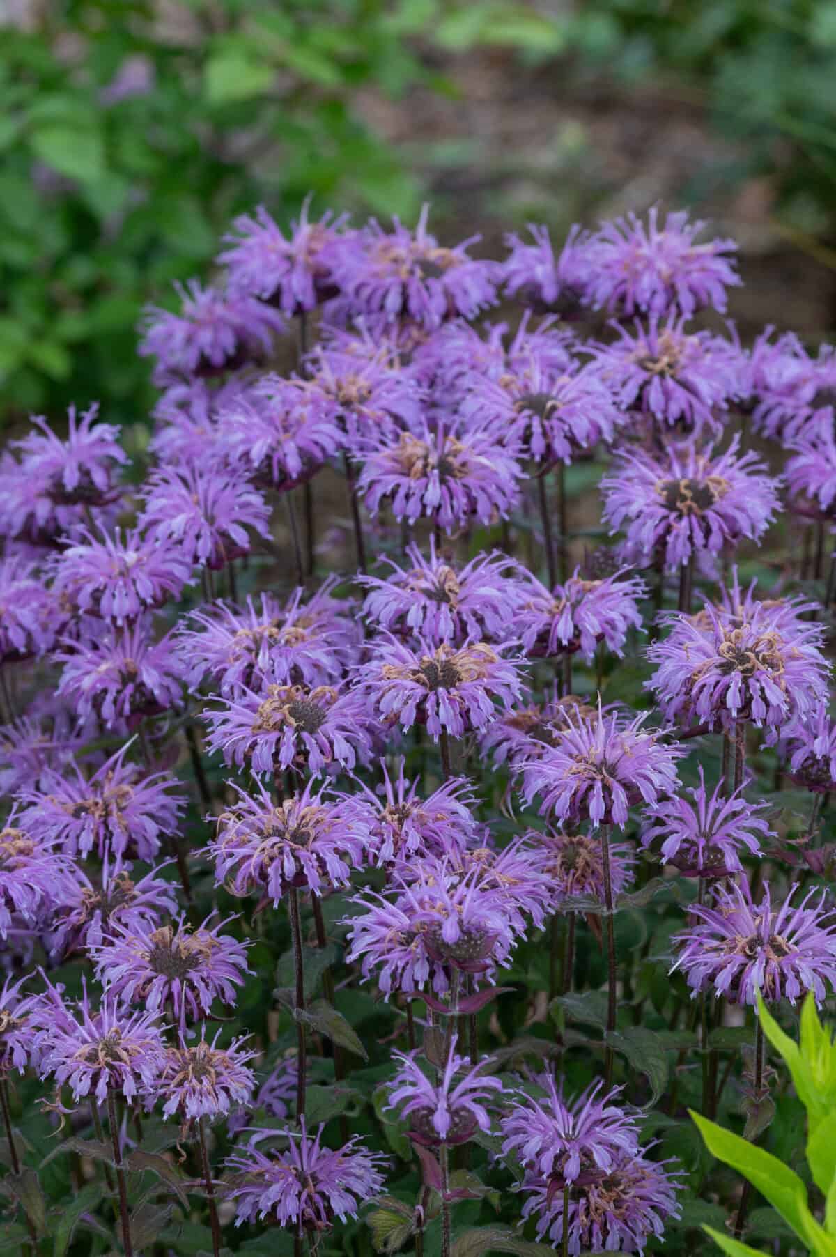 Monarda Blue Moon