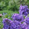 Phlox paniculata 'Blue Paradise'