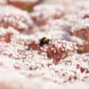 Sedum album
