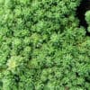 Sedum album