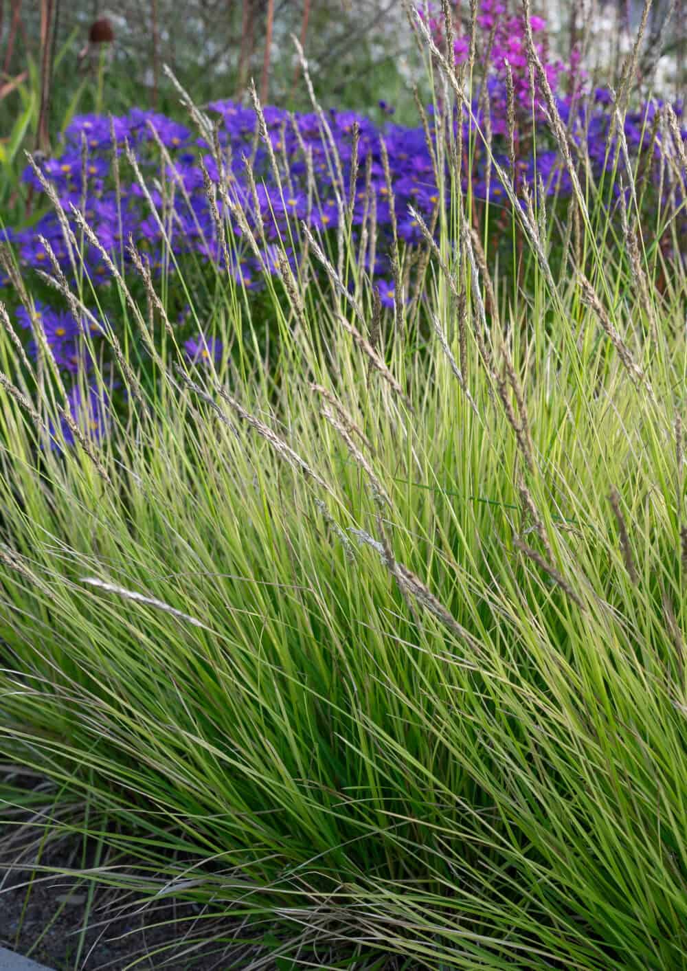 Sesleria autuminalis