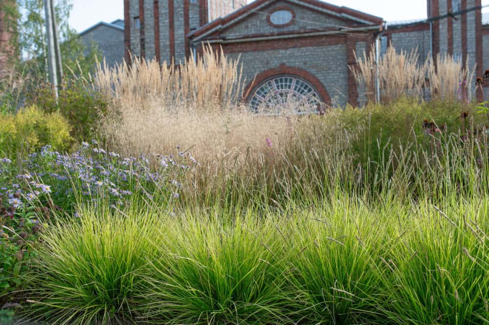 Sesleria autuminalis peenras