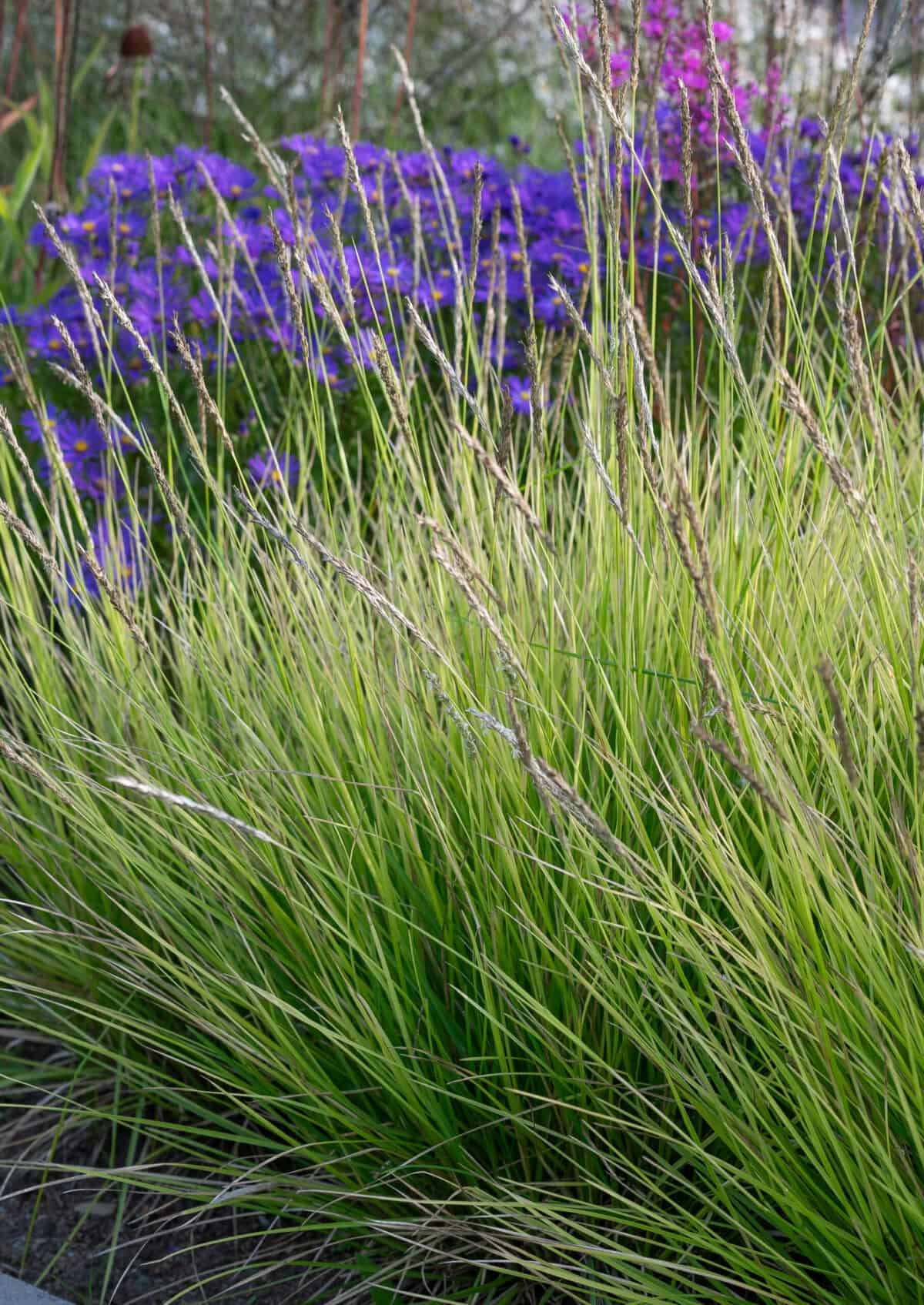 Sesleria autuminalis