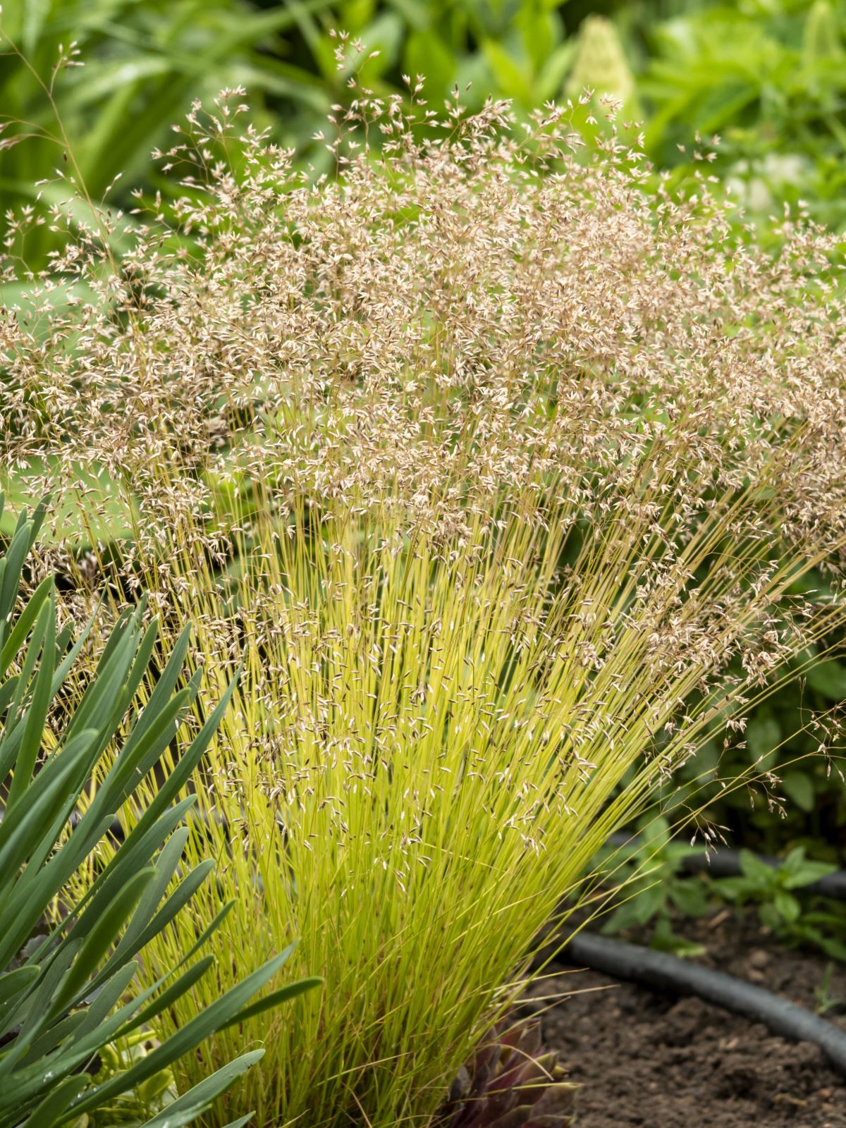 Deschampsia flexuosa 'Tatra Gold'