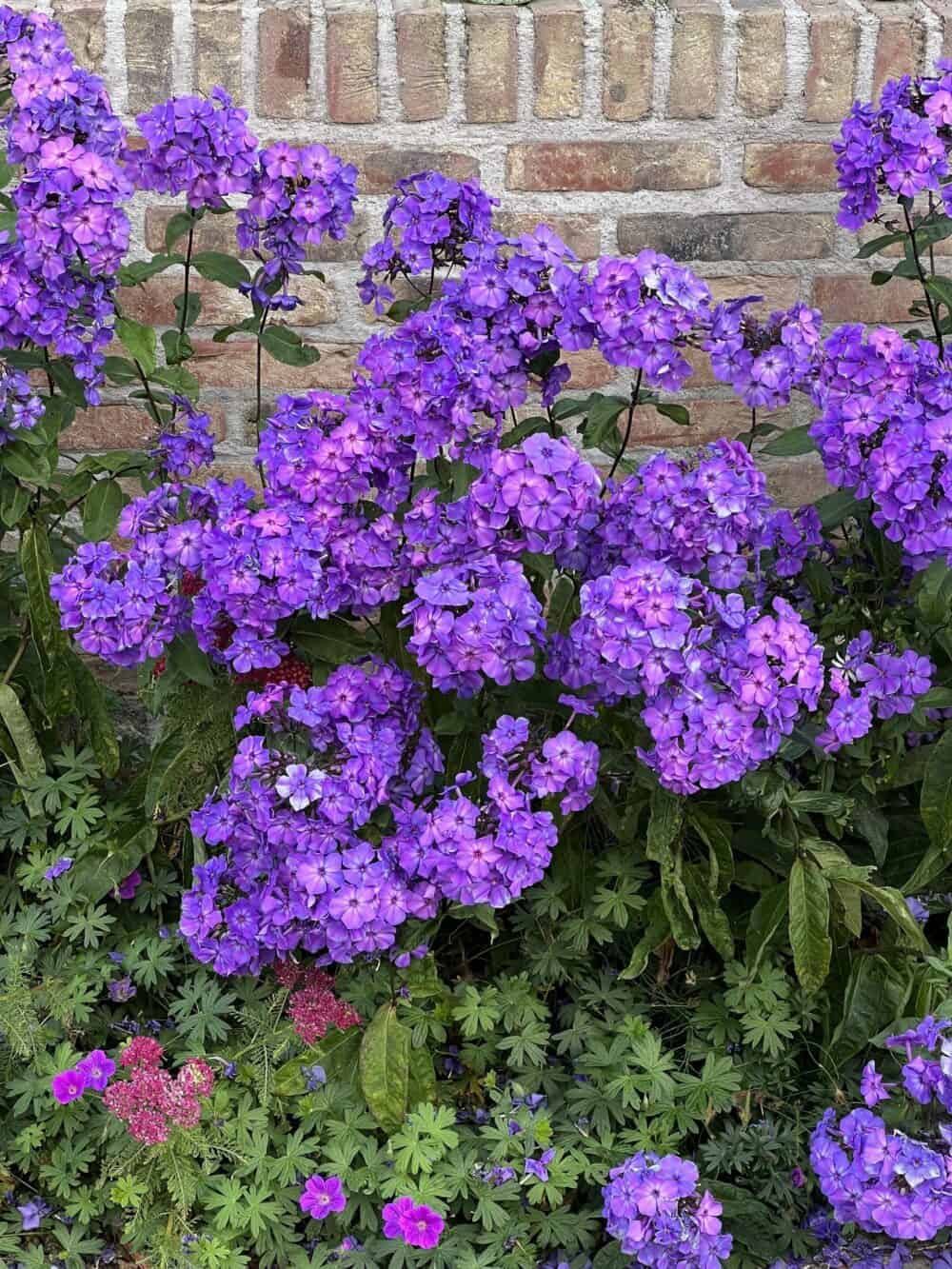 Phlox paniculata 'Blue Paradise' - Image 2