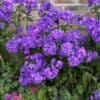 Phlox paniculata 'Blue Paradise' - Image 2