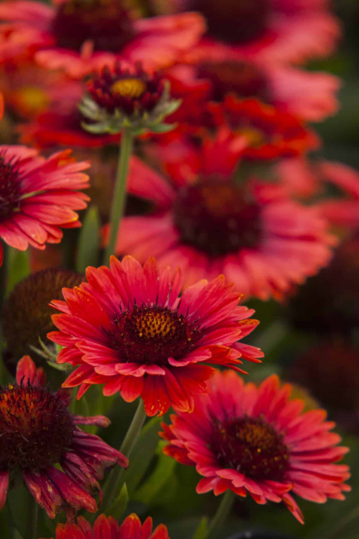 pintop-red_gaillardia-aristata1.