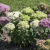 Sedum spectabile 'Stardust' - Image 2