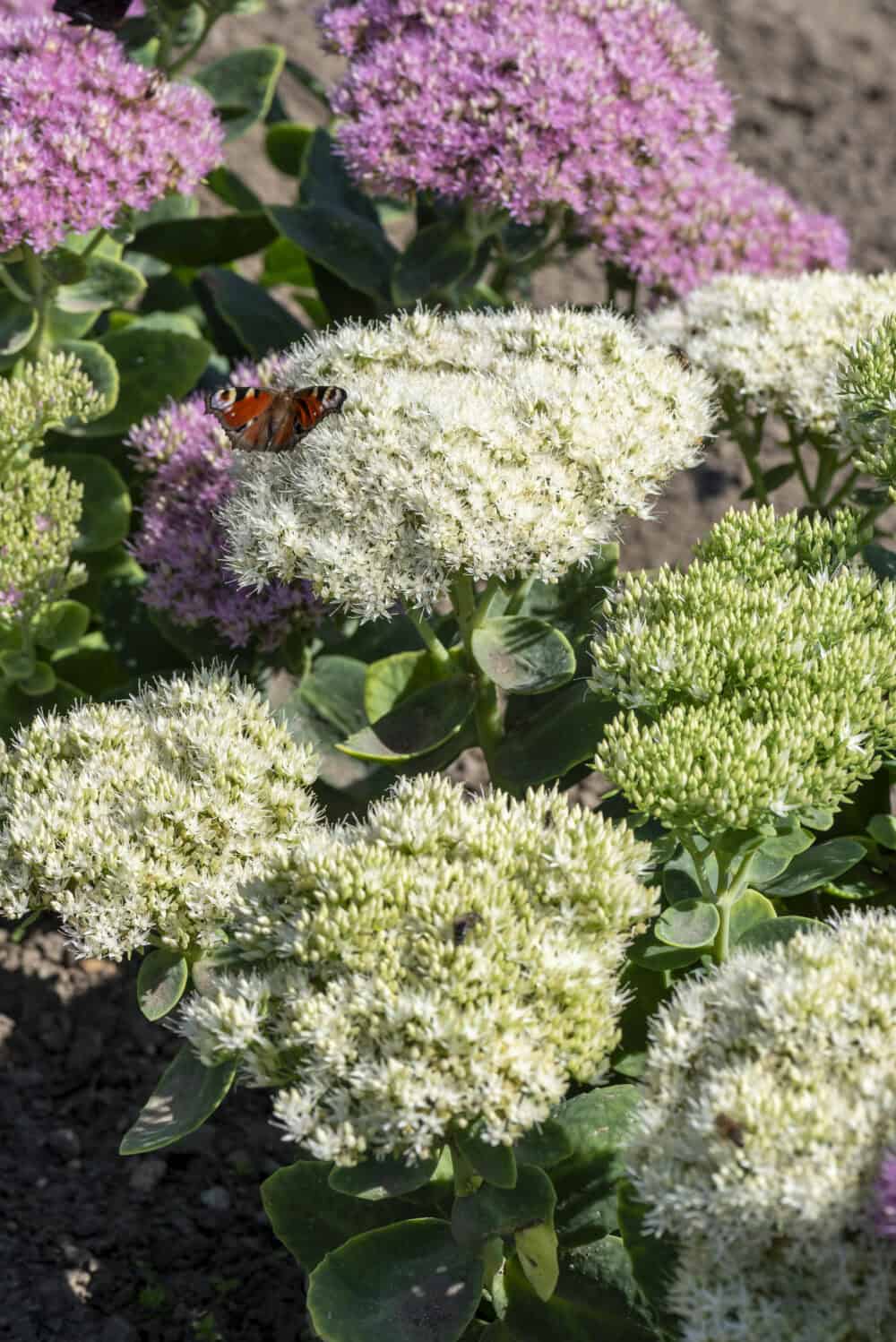 Sedum spectabile 'Stardust'