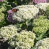 Sedum spectabile 'Stardust'