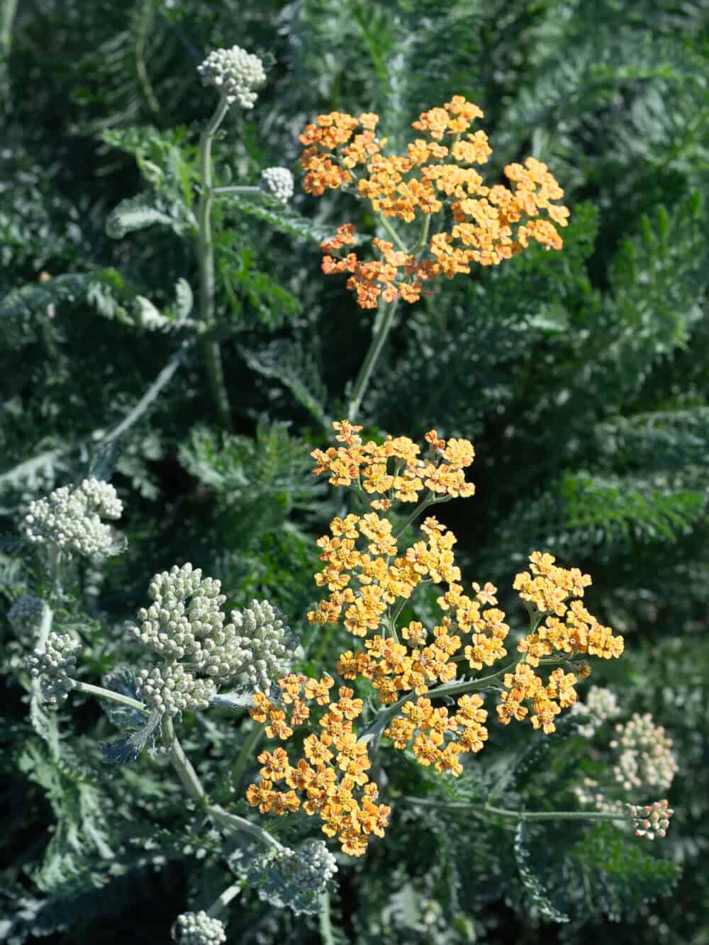 Achillea millefolium 'Terracotta'