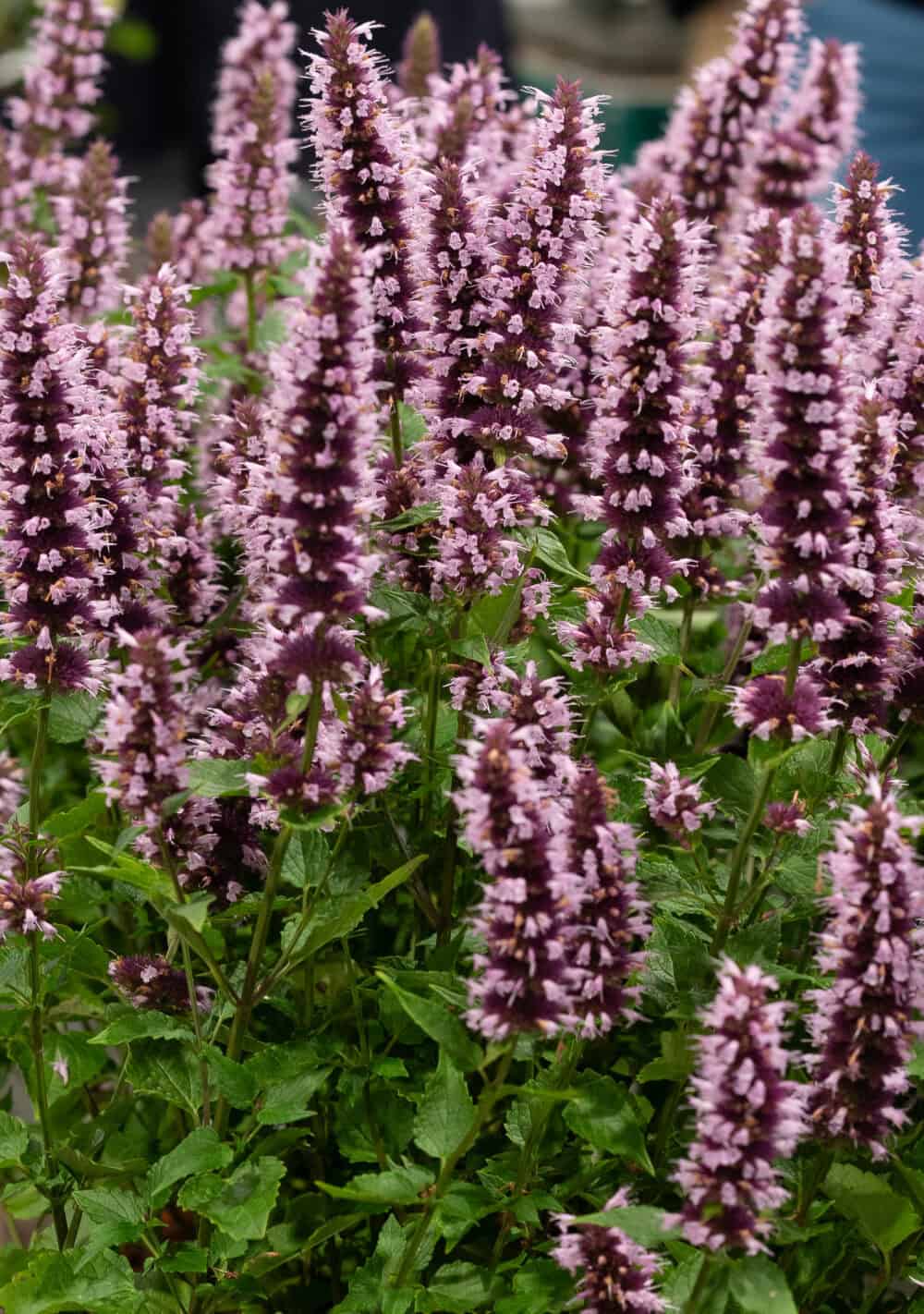 Agastache 'Beelicious Pink'®