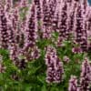 Agastache 'Beelicious Pink'®