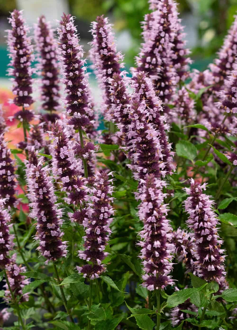 Agastache-Beelicios-Pink-2