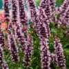 Agastache-Beelicios-Pink-2