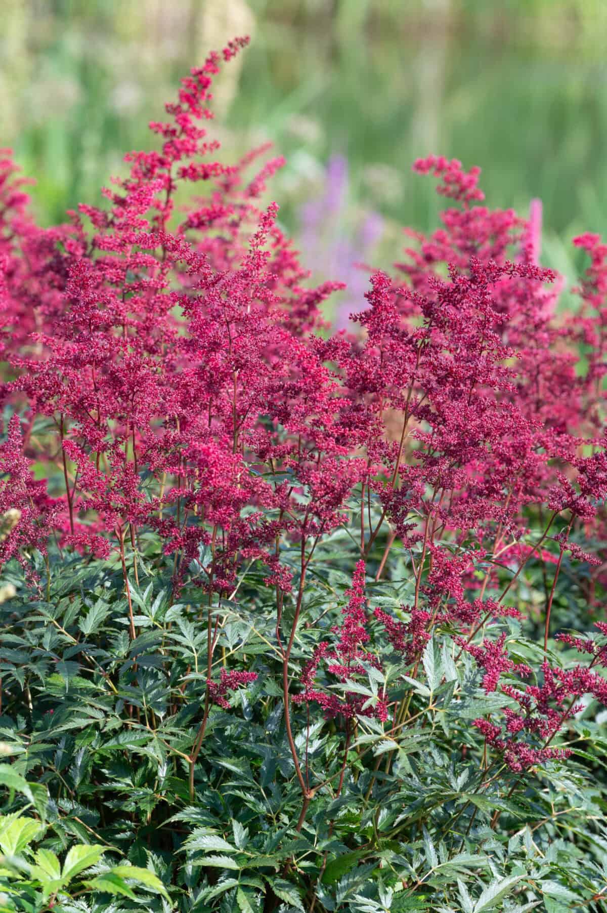 Astilbe Etna