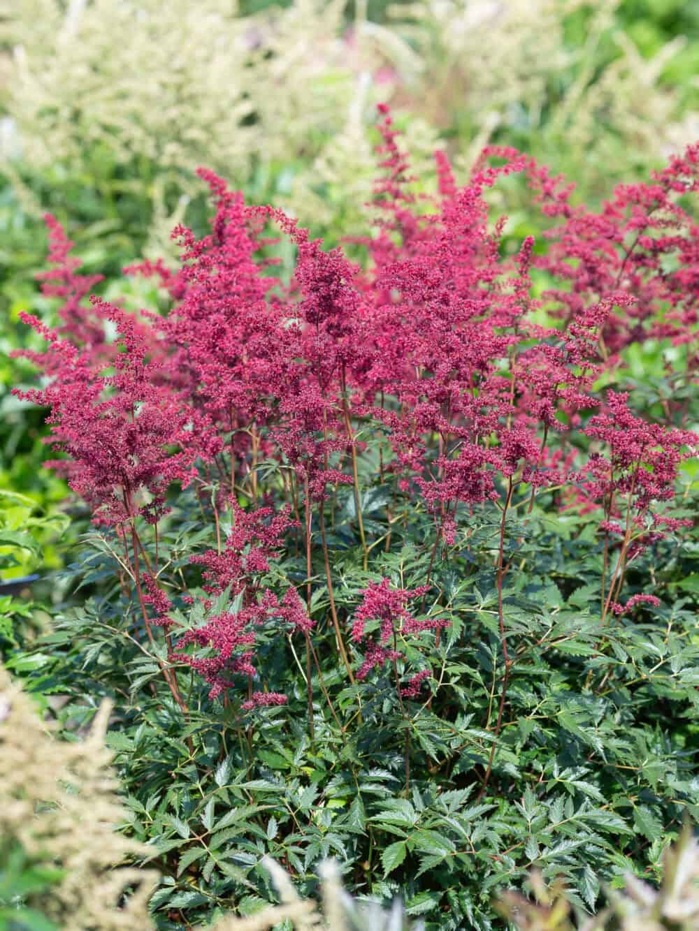 Astilbe 'Etna' - Image 2