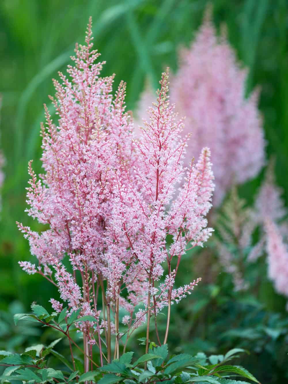 Astilbe-Look-at-Me