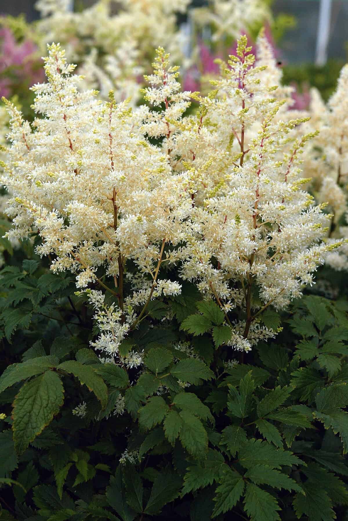 Astilbe-Look-at-Me