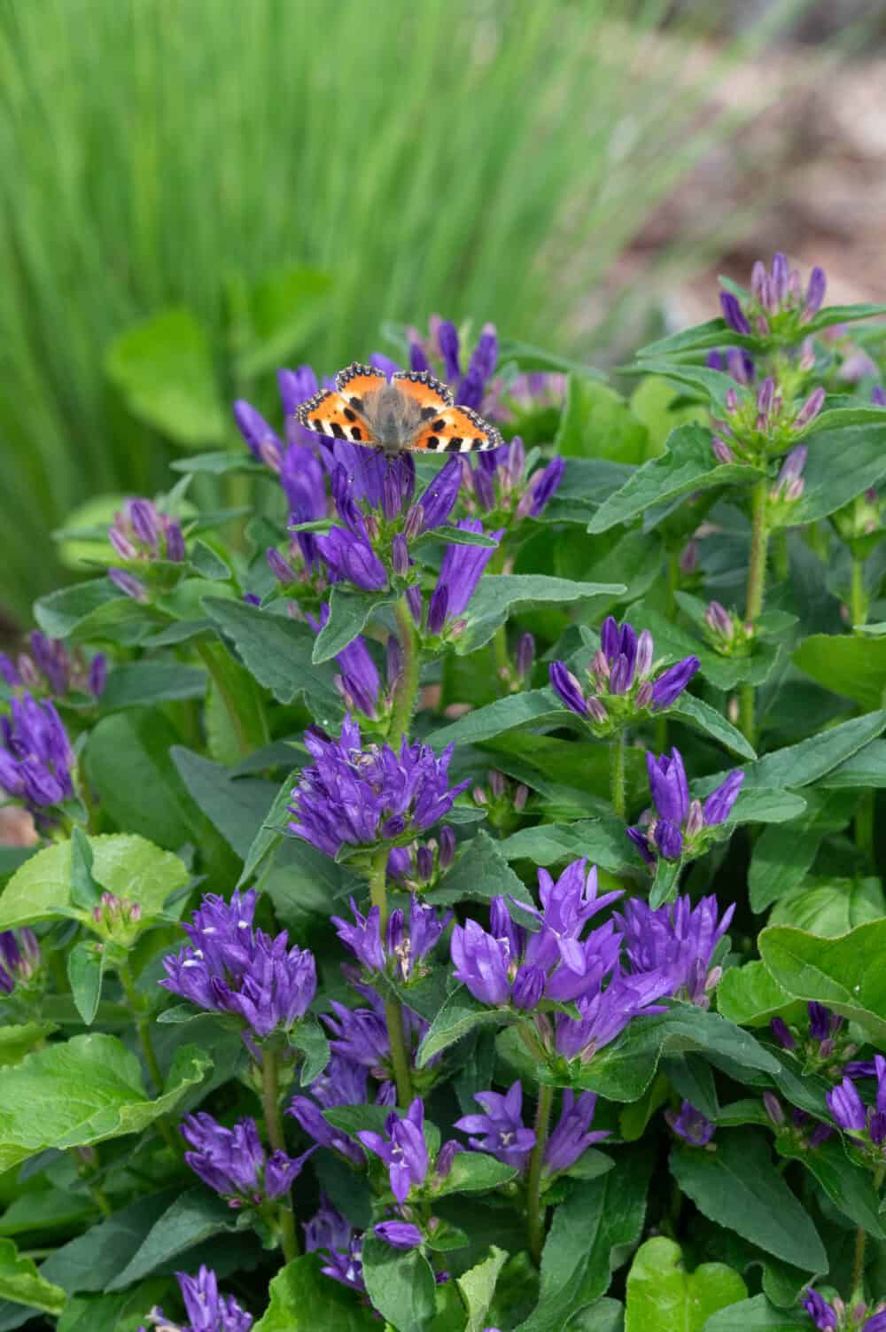 Campanula glomerata