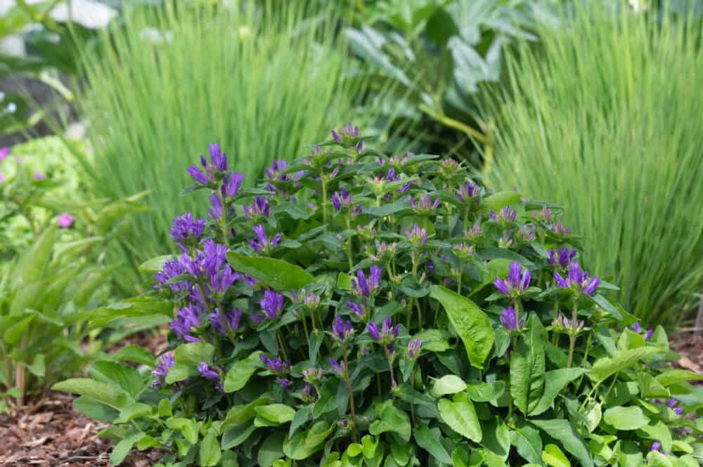 Campanula glomerata 'Speciosa' - Image 2