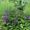 Campanula glomerata 'Speciosa' - Image 2