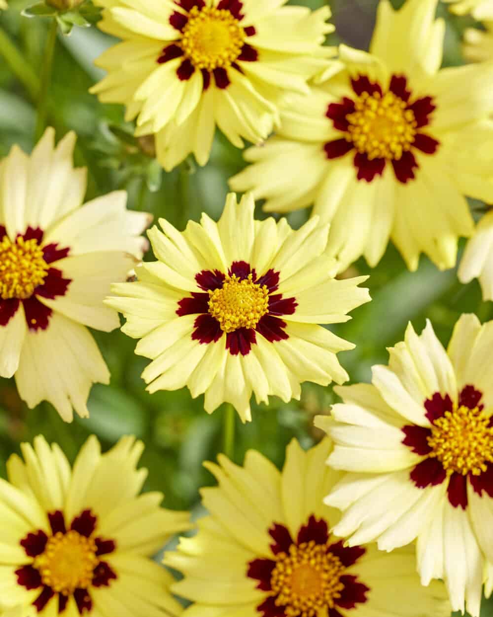 Coreopsis Solar Moon