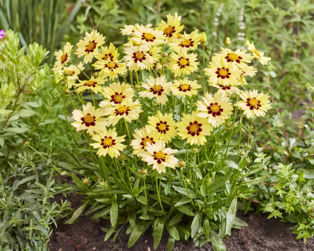 Coreopsis grandiflora 'Solar Moon'® - Image 2