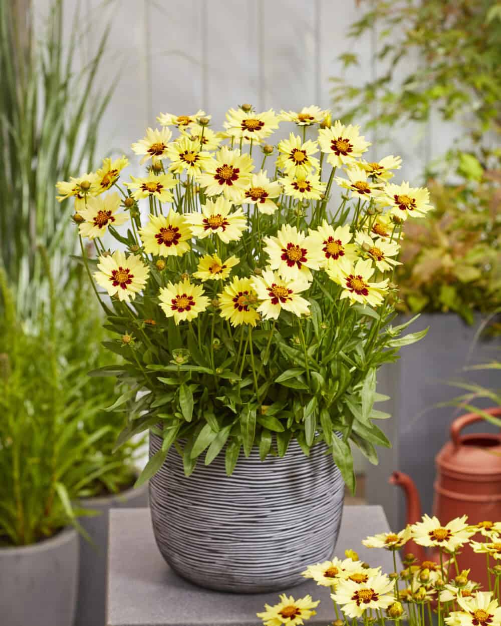 Coreopsis grandiflora 'Solar Moon'® - Image 3