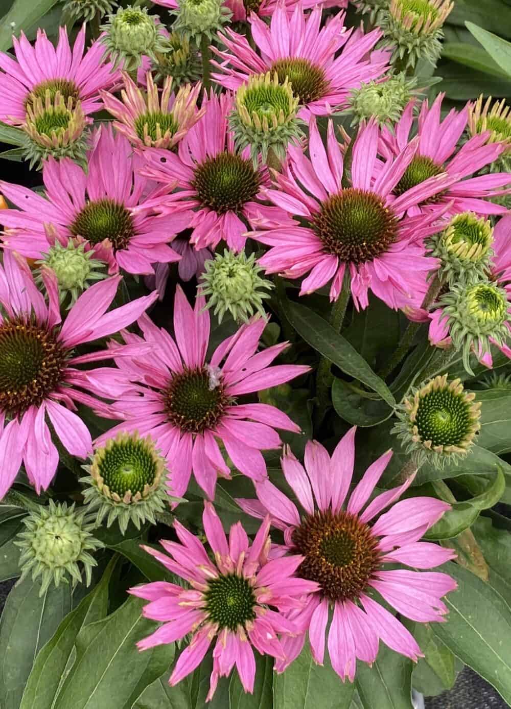 Echinacea purpurea  'SunSeekers Bubblelicious'® - Image 2