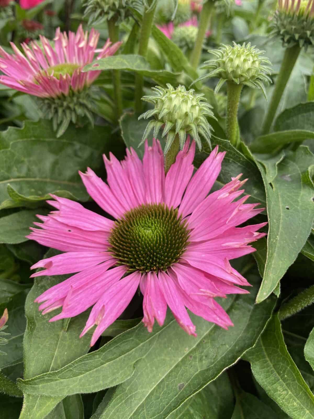 Echinacea SunSeekers Bubblelicous