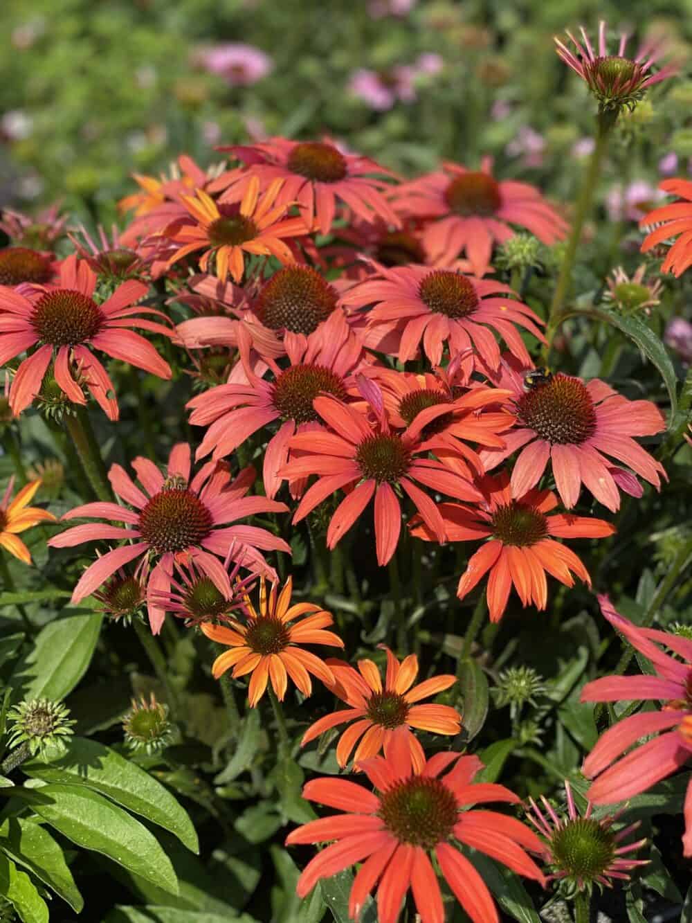 Echinacea-SunSeekers-Coral