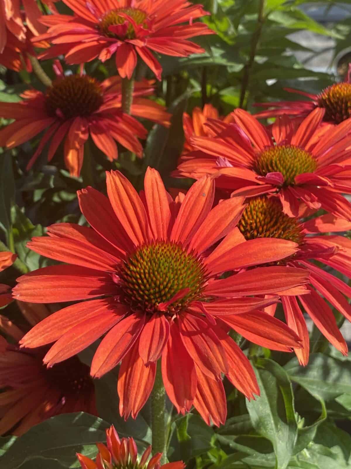 Echinacea-SunSeekers-Coral