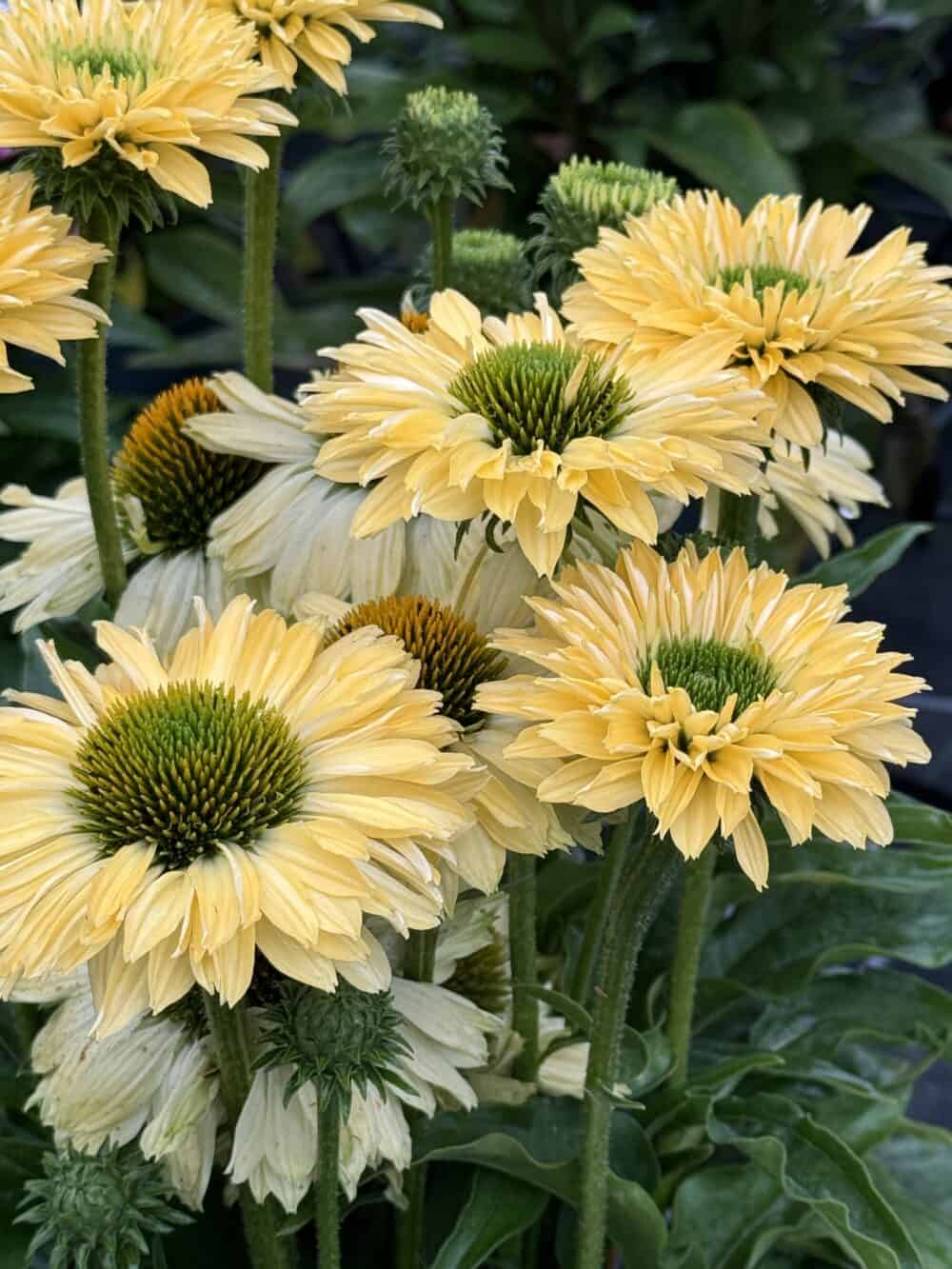 Echinacea SunSeekers Limoncello