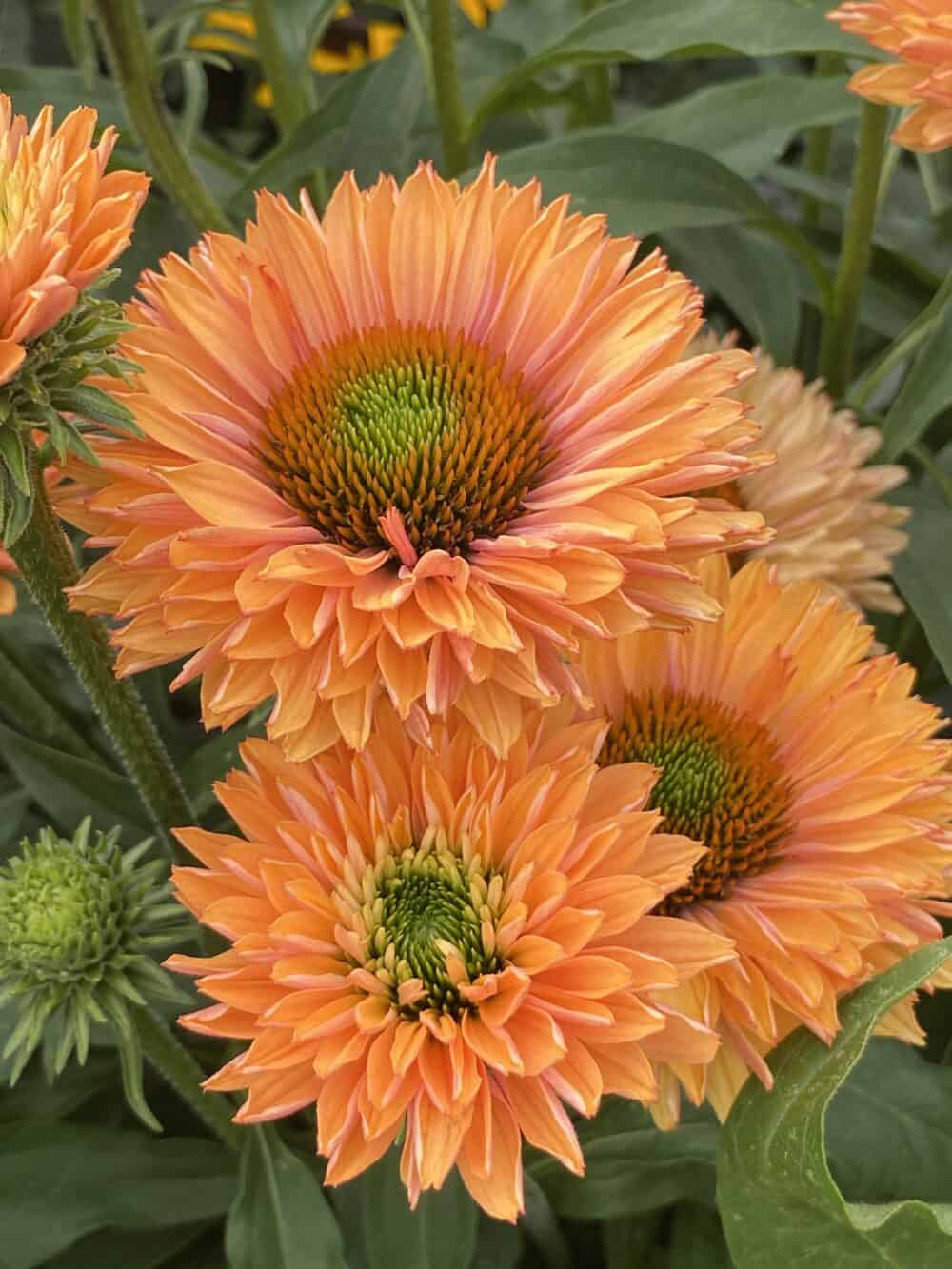 Echinacea SunSeekers Pumpkin Pie