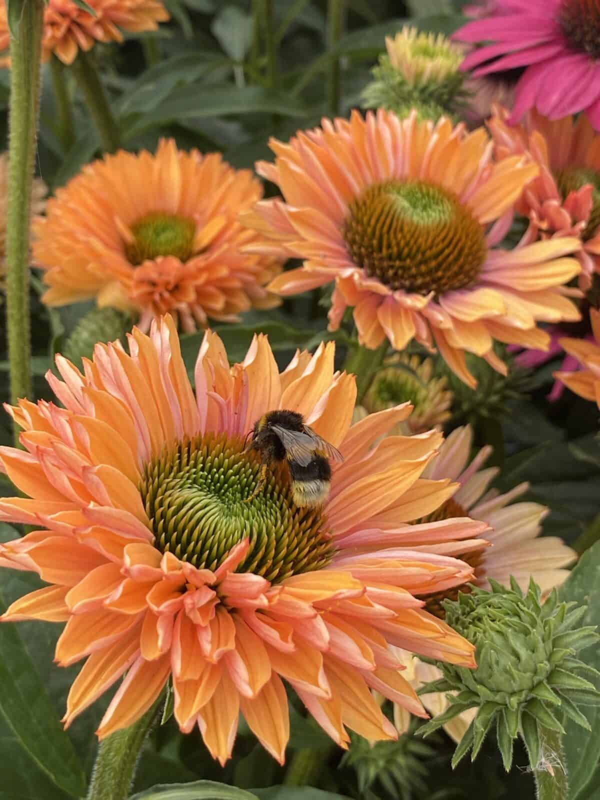 Echinacea-SunSeekers-Pumpkin-Pie