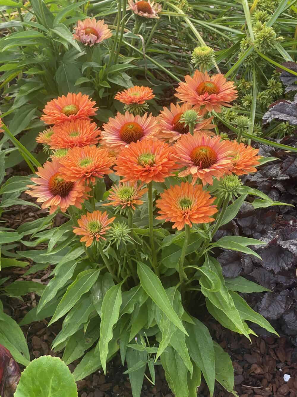 Echinacea SunSeekers Pumpkin Pie2