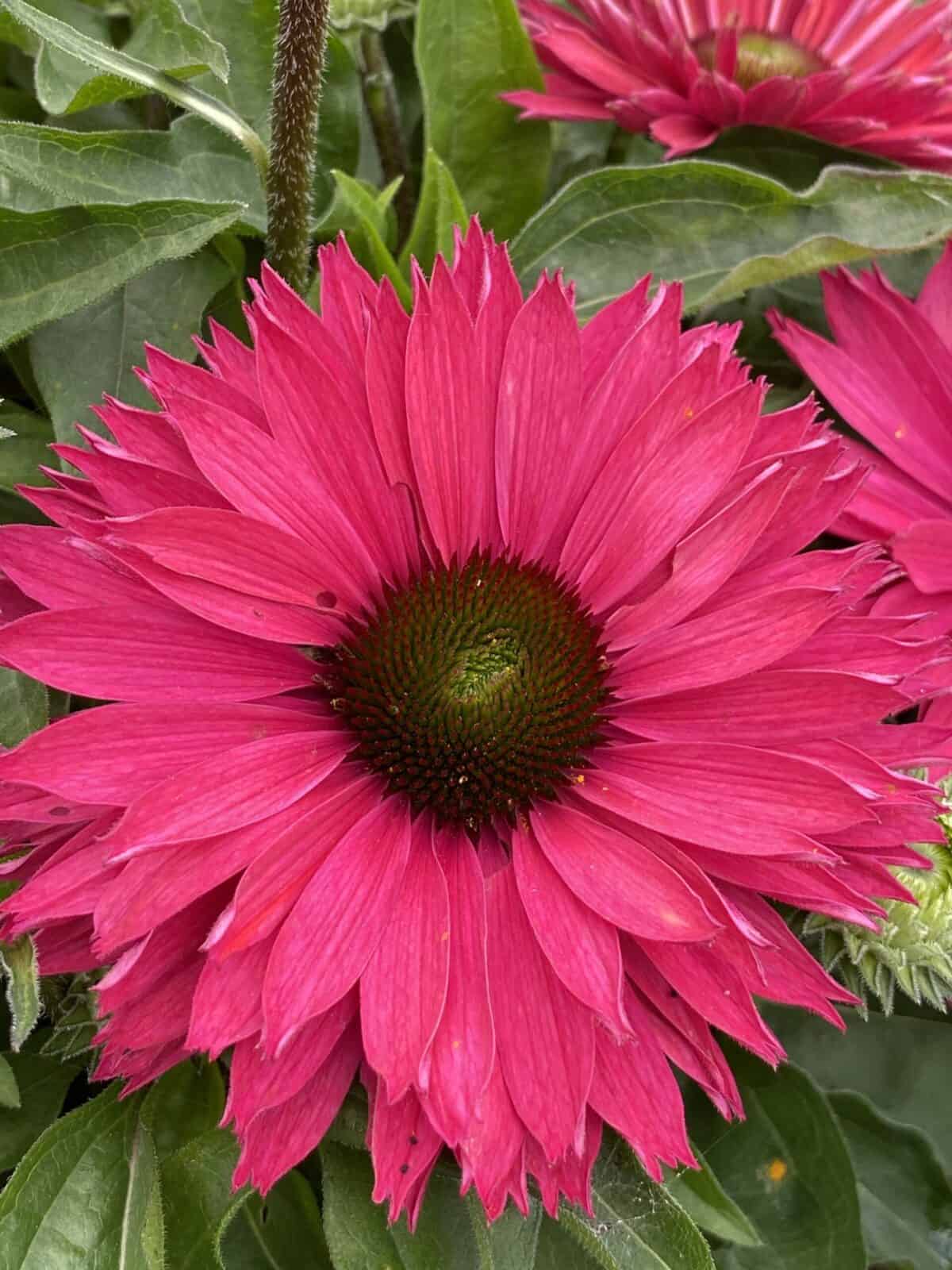 Echinacea SunSeekers Sweet Fuchsia