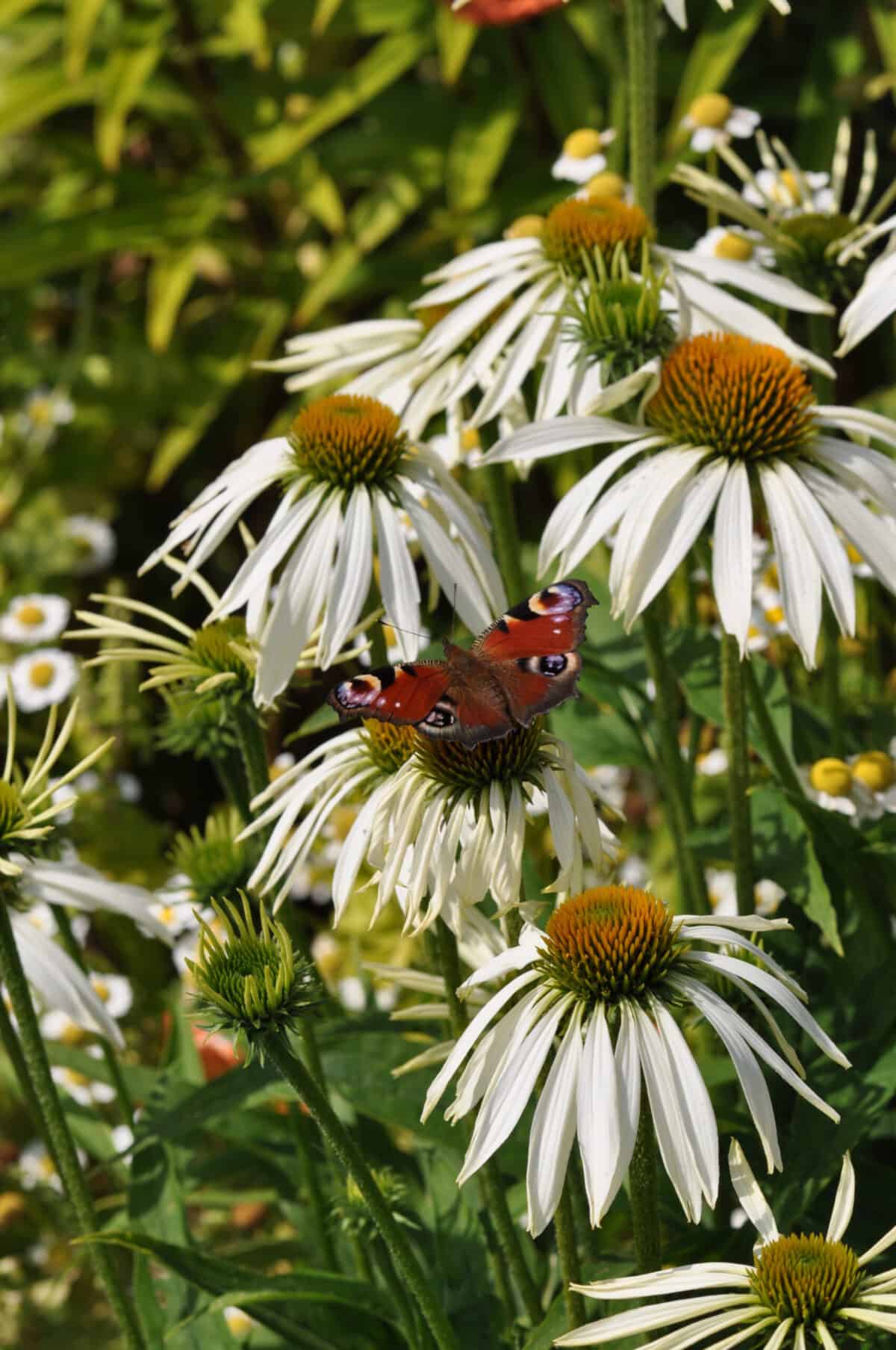 Echinacea purpurea Alba