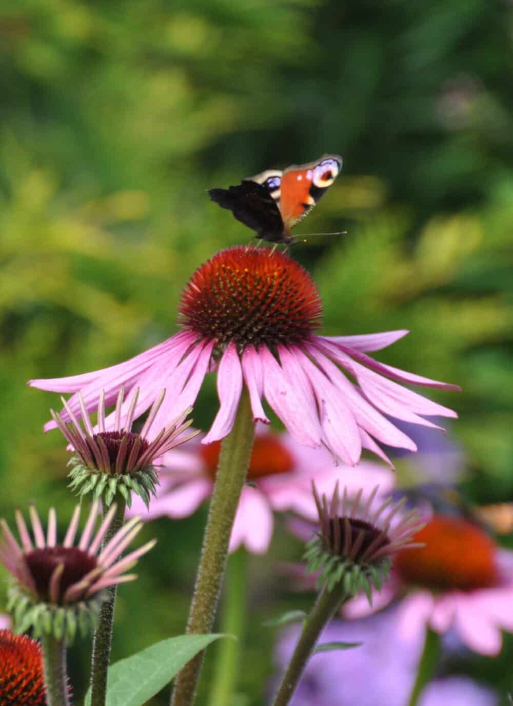 Echinacea-purpurea-Magnus