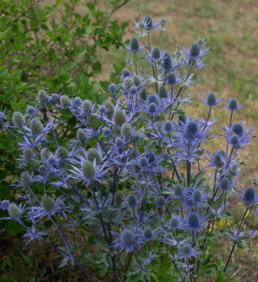 Eryngium Magical Blue Lagoon