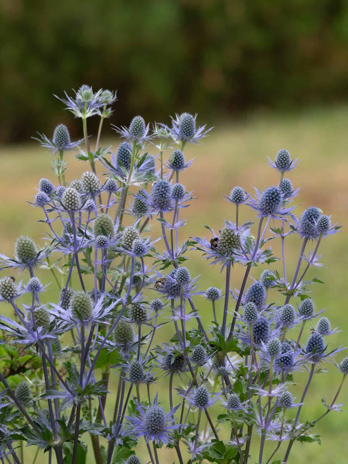 Eryngium-Magical-Blue-Lagoon