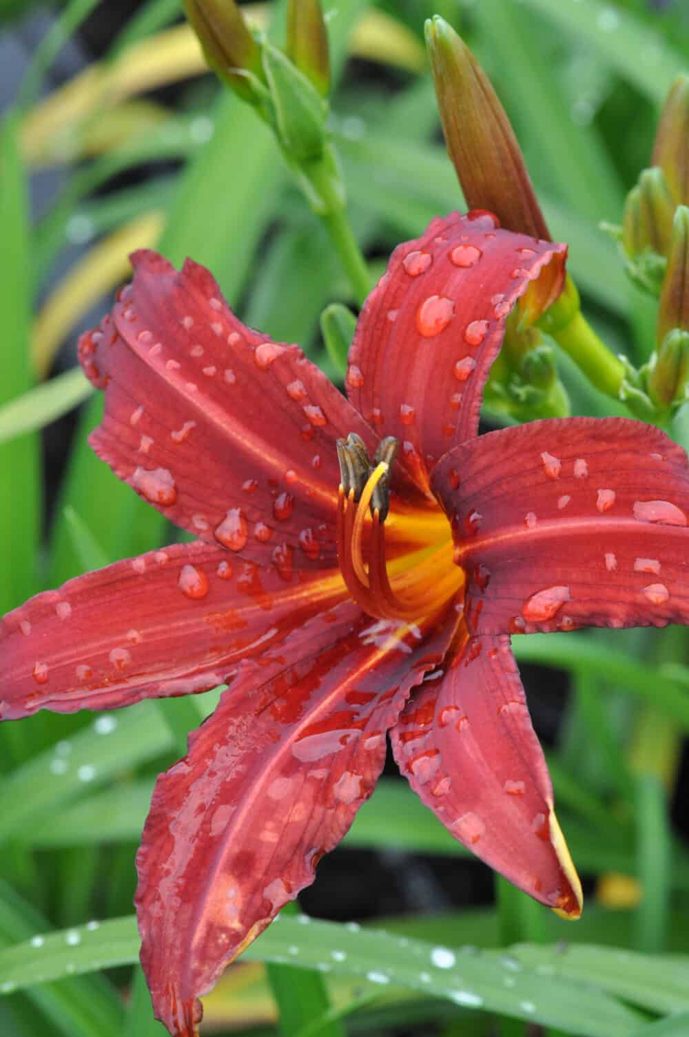 Hemerocallis Crimson Pirate