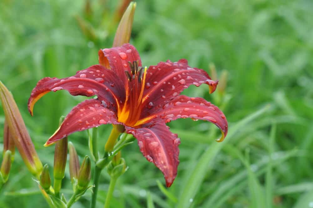 Hemerocallis 'Crimson Pirate' - Image 2