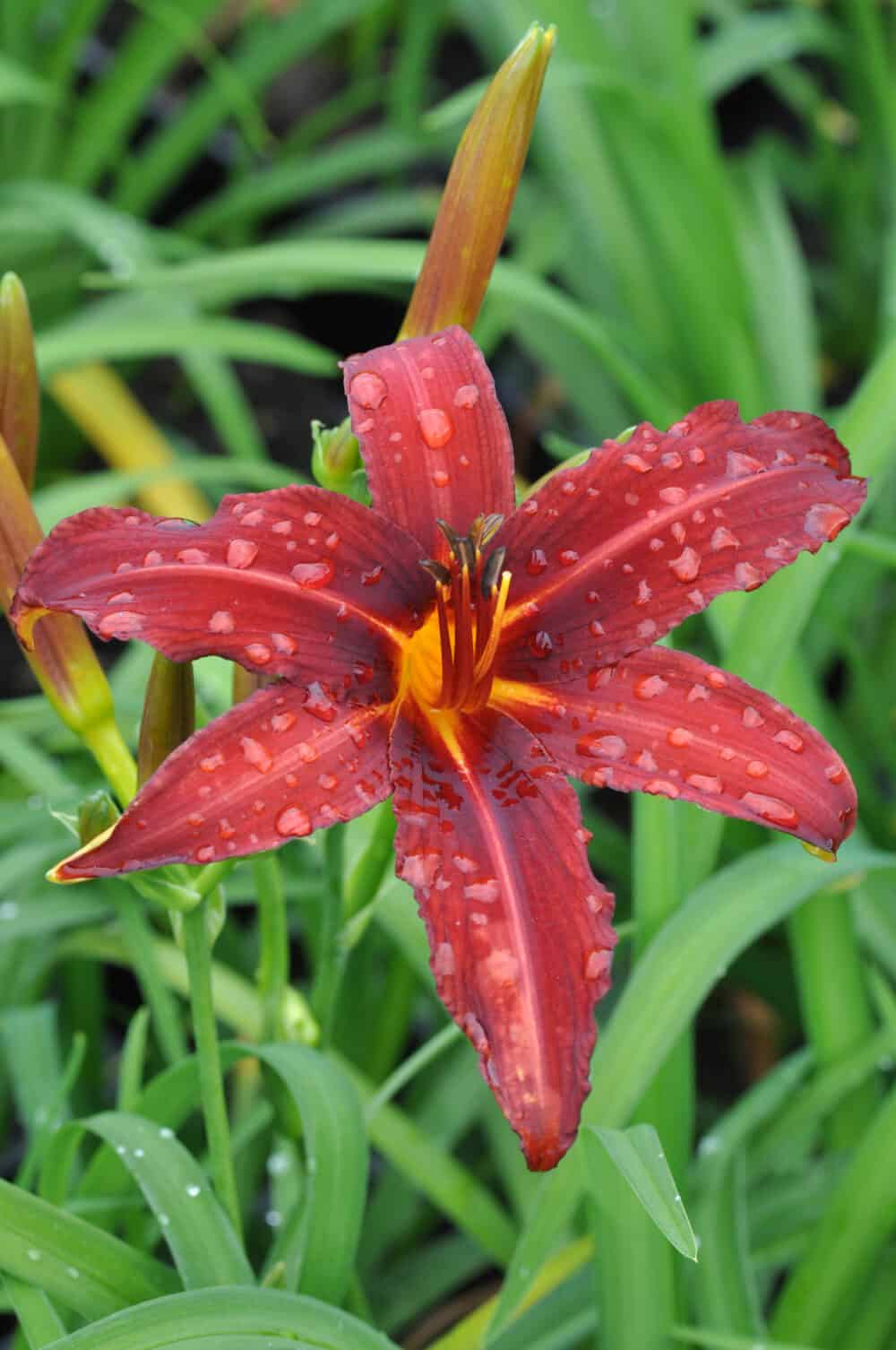 Manuse üksikasjad Hemerocallis-Crimson-Pirate-3